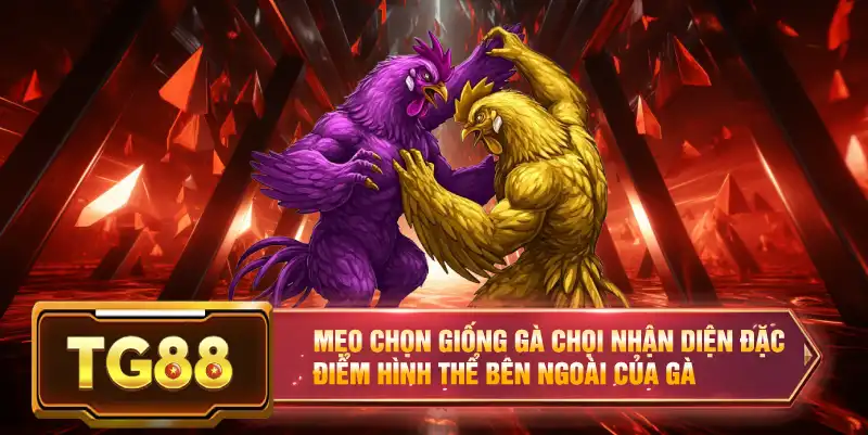 Mẹo chọn giống gà chọi nhận diện đặc điểm hình thể bên ngoài của gà